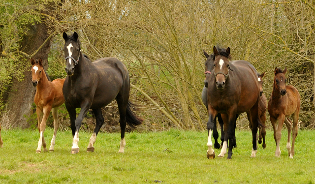 Stuten und Fohlen im Trakehner Gestt Hmelschenburg - Beate Langels