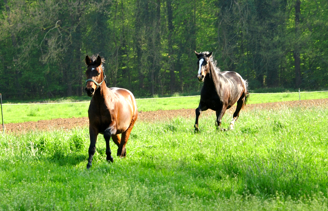 - Gestt Hmelschenburg - im April 2019 - copyright by Beate Langels