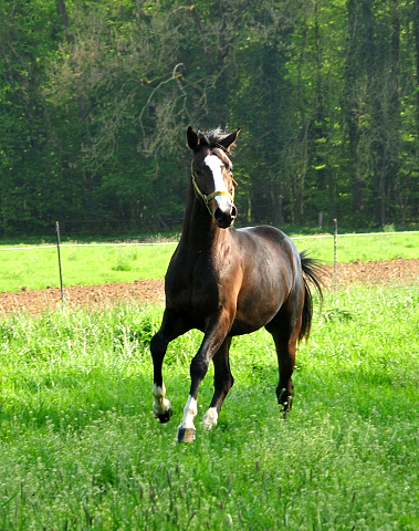 Gruppe der 2jhrigen Hengste im April 3019 - Trakehner Gestt Hmelschenburg - Foto: Beate Langels