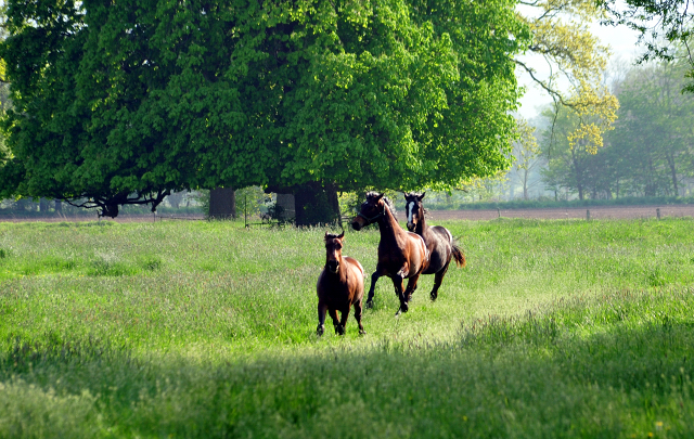 - Gestt Hmelschenburg - im April 2019 - copyright by Beate Langels