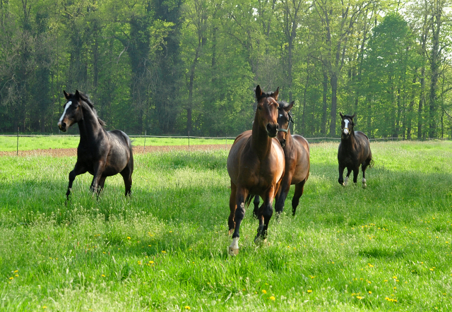 zweijhrige Hengste im April 2019 - Trakehner Gestt Hmelschenburg - Foto: Beate Langels