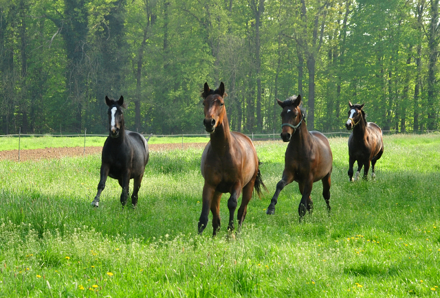 zweijhrige Hengste im April 2019 - Trakehner Gestt Hmelschenburg - Foto: Beate Langels