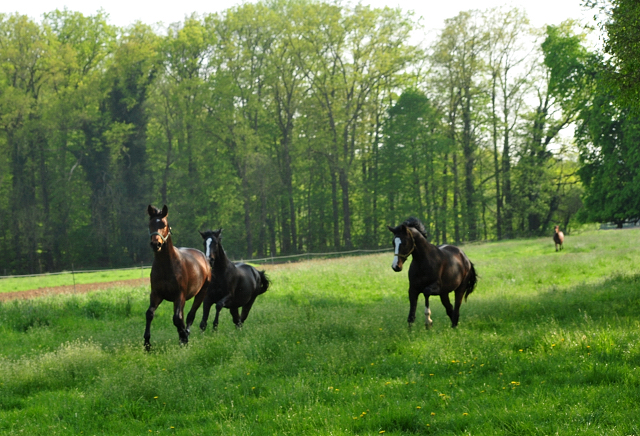 Gruppe der 2jhrigen Hengste im April 3019 - Trakehner Gestt Hmelschenburg - Foto: Beate Langels