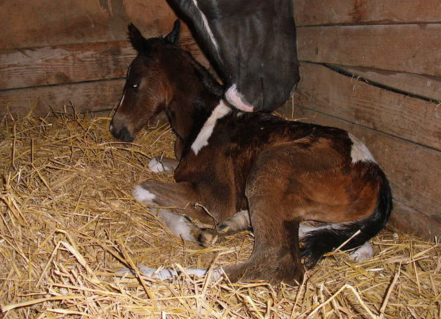 Trakehner Stutfohlen von Saint Cyr, Trakehner Gestt Hmelschenburg