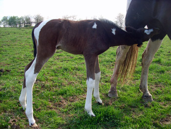 Trakehner Stutfohlen von Saint Cyr, Trakehner Gestt Hmelschenburg
