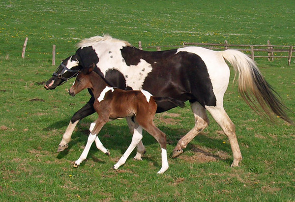 Trakehner Stutfohlen von Saint Cyr, Trakehner Gestt Hmelschenburg