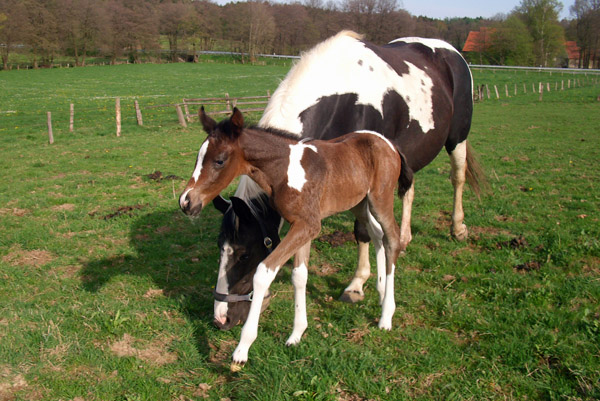 Trakehner Stutfohlen von Saint Cyr, Trakehner Gestt Hmelschenburg