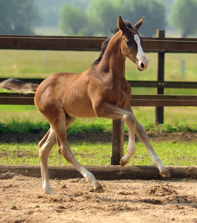 Hengstfohlen von Saint Cyr u.d.Grace Note v. Alter Fritz - Foto: Beate Langels - Trakehner Gestt Hmelschenburg