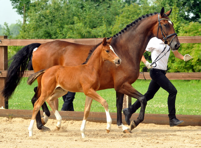 Trakehner Stutfohlen von Saint Cyr u.d. Dejanira v. Freudenfest - Foto: Beate Langels, Gestt Hmelschenburg