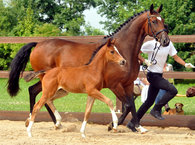 Trakehner Stutfohlen von Saint Cyr u.d. Dejanira v. Freudenfest - Foto: Beate Langels, Gestt Hmelschenburg