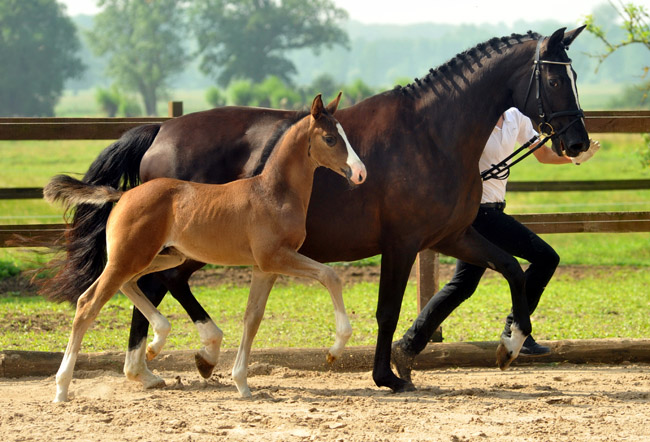 Sieger der Fohlenschau in Schplitz - 30. Juni 2012 - Foto: Beate Langels - Trakehner Gestt Hmelschenburg