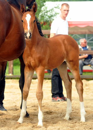 Trakehner Stutfohlen von Saint Cyr u.d. Dejanira v. Freudenfest - Foto: Beate Langels, Gestt Hmelschenburg