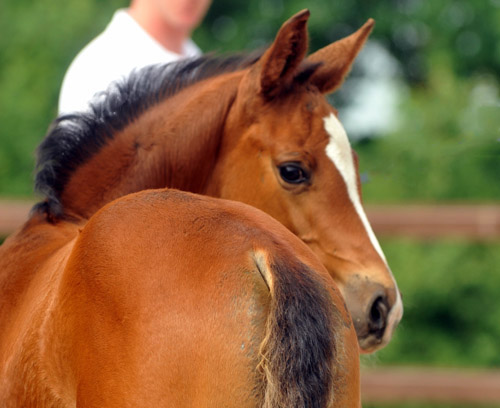 Trakehner Stutfohlen von Saint Cyr u.d. Dejanira v. Freudenfest - Foto: Beate Langels, Gestt Hmelschenburg