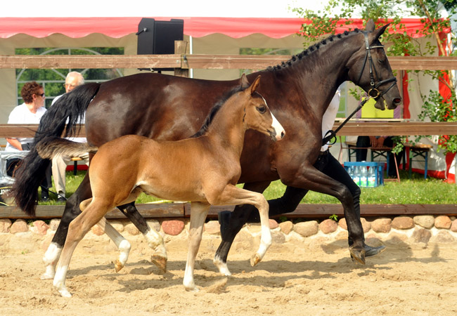 Sieger der Fohlenschau in Schplitz - 30. Juni 2012 - Foto: Beate Langels - Trakehner Gestt Hmelschenburg