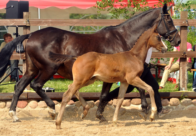 Trakehner Hengstfohlen von Saint Cyr u.d. Samsara v. Hyllos, Foto: Beate Langels, Trakehner Gestt Hmelschenburg