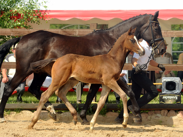 Trakehner Hengstfohlen von Saint Cyr u.d. Samsara v. Hyllos, Foto: Beate Langels, Trakehner Gestt Hmelschenburg