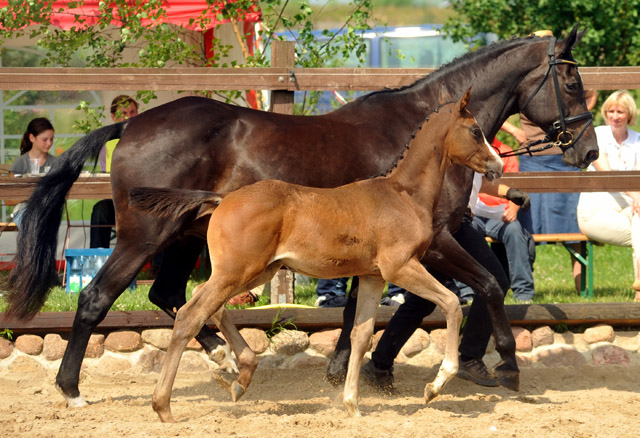 Trakehner Hengstfohlen von Saint Cyr u.d. Samsara v. Hyllos, Foto: Beate Langels, Trakehner Gestt Hmelschenburg