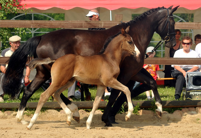 Sieger der Fohlenschau in Schplitz - 30. Juni 2012 - Foto: Beate Langels - Trakehner Gestt Hmelschenburg