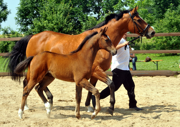 Hengstfohlen von Summertime u.d. Kalidah Jamal v. Manhattan u.d. ESt. Kassuben v. Enrico Caruso, Foto: Winkelmann, Gestt Hmelschenburg