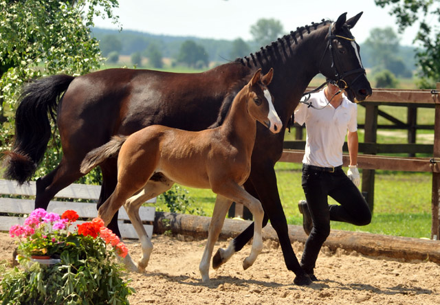 Sieger der Fohlenschau in Schplitz - 30. Juni 2012 - Foto: Beate Langels - Trakehner Gestt Hmelschenburg