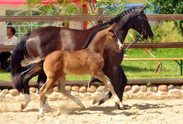 Sieger der Fohlenschau in Schplitz - 30. Juni 2012 - Foto: Beate Langels - Trakehner Gestt Hmelschenburg