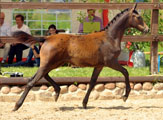 zentrale Fohlenmusterung in Schplitz  - Foto Beate Langels - Trakehner Gestt Hmelschenburg