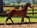zentrale Fohlenmusterung in Schplitz  - Foto Beate Langels - Trakehner Gestt Hmelschenburg