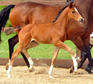 zentrale Fohlenmusterung in Schplitz  - Foto Beate Langels - Trakehner Gestt Hmelschenburg
