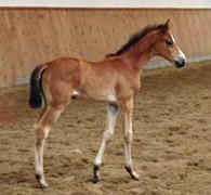 Stutfohlen von Freudenfest x Uckermrker x Helikon xx - Foto: Kerstin Thom