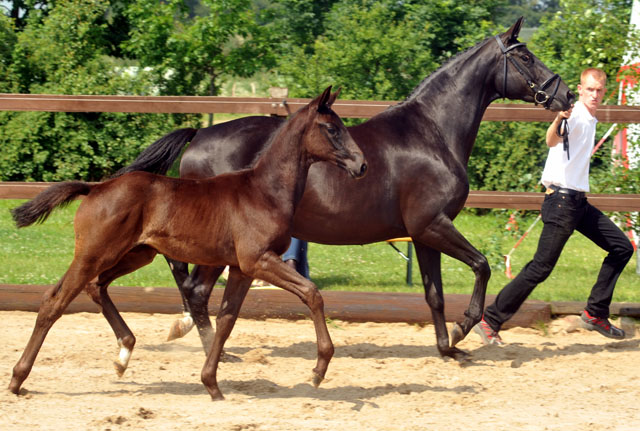 Trakehner Stutfohlen von All Inclusive - Ovaro - 30. Juni 2012 - Foto: Beate Langels - Trakehner Gestt Hmelschenburg