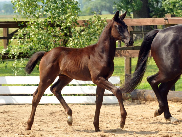 Trakehner Stutfohlen von All Inclusive - Ovaro - 30. Juni 2012 - Foto: Beate Langels - Trakehner Gestt Hmelschenburg