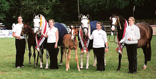 Am 25. Juli 2009: Stutfohlen von Shavalou u.d. Elitestute Thirza v. Karon - Mitglied der Siegerfamilie anlsslich der 5. Trakehner Landesstutenschau in Niedersachsen, Foto: Grfin Dohna