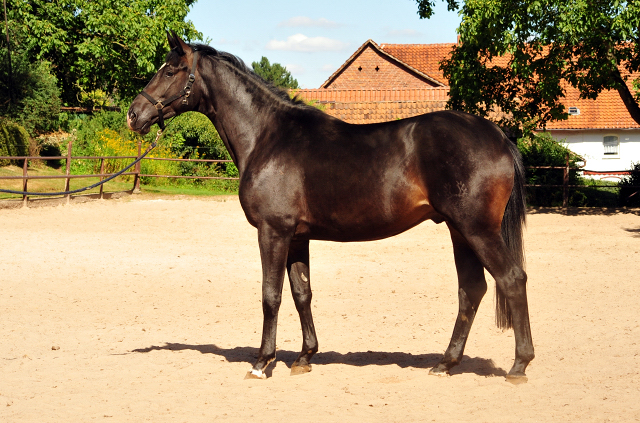 Trakehner Hengst von Kostolany u.d. Schwalbenfeder v. Summertime - Foto: Beate Langels