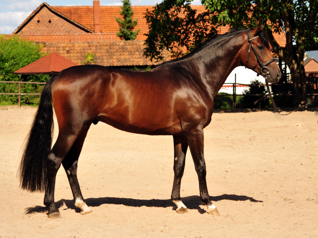 Sandringham - Trakehner Hengst von Exclusiv u.d. Schwalbenfee v. Freudenfest