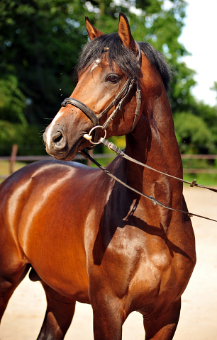 Sandringham - Trakehner von Exclusiv u.d. Schwalbenfee v. Freudenfest