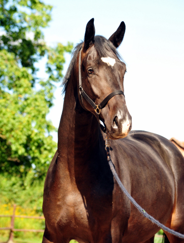 Sir Kosto - Trakehner Hengst von Kostolany u.d. Schwalbenfeder v. Summertime - Foto: Beate Langels