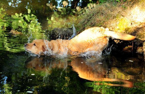 Gestt Hmelschenburg im August 2016 - copyright by Beate Langels