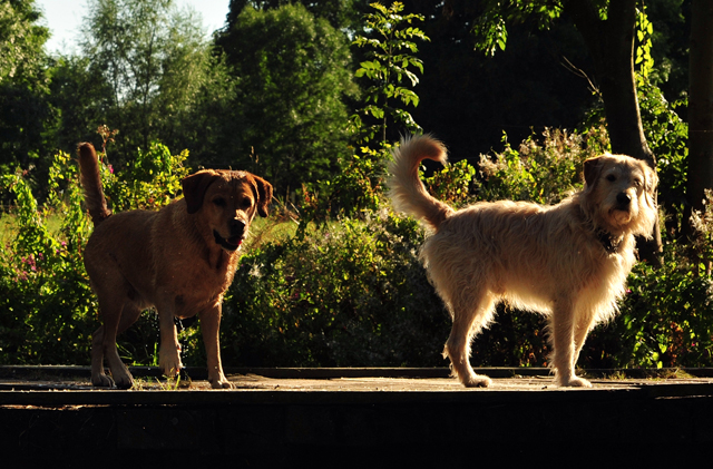 Gestt Hmelschenburg im August 2016 - copyright by Beate Langels