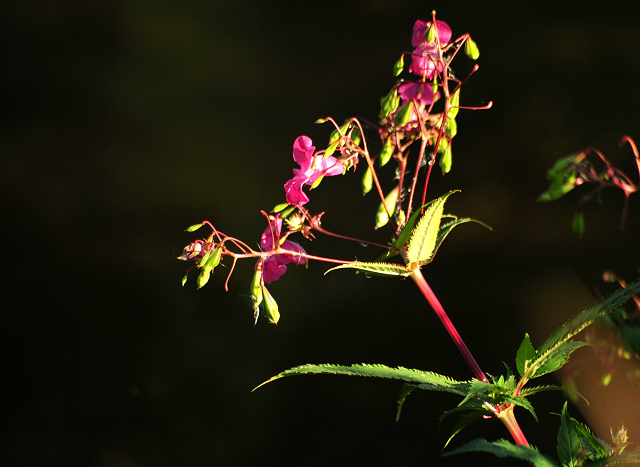Gestt Hmelschenburg im August 2016 - copyright by Beate Langels