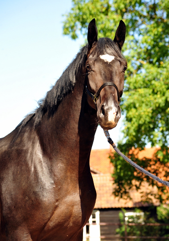 Trakehner Hengst von Kostolany u.d. Schwalbenfeder v. Summertime - Foto: Beate Langels