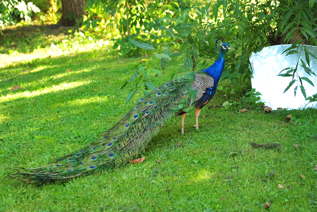 Gestt Hmelschenburg im August 2016 - copyright by Beate Langels