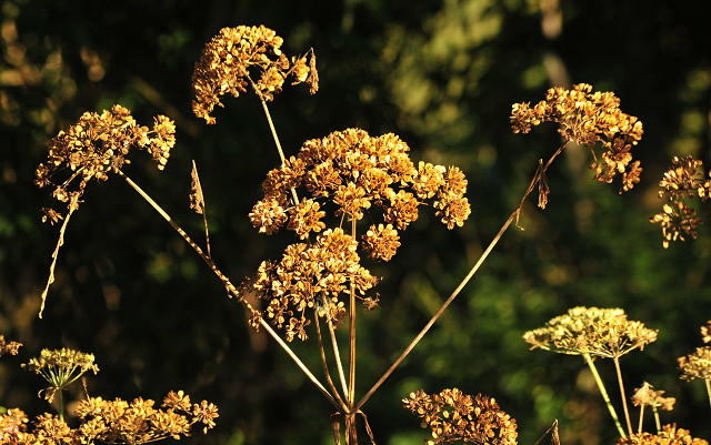 Gestt Hmelschenburg im August 2016 - copyright by Beate Langels