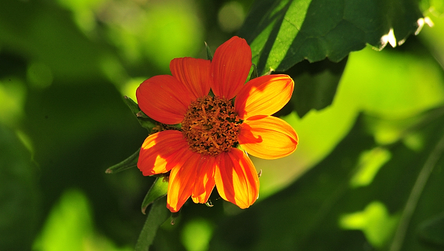 Gestt Hmelschenburg im August 2016 - copyright by Beate Langels