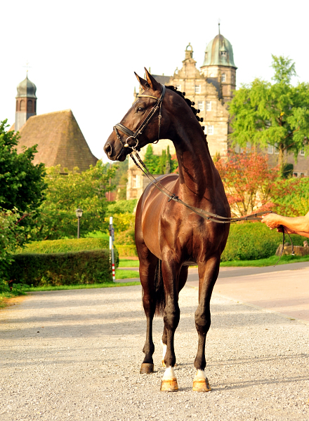 Hengst von Saint Cyr u.d. Pr.St. Under the moon v. Easy Game - Foto: Beate Langels - Trakehner Gestt Hmelschenburg