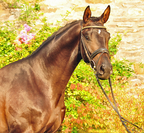 Hengst von Saint Cyr u.d. Pr.St. Under the moon v. Easy Game - Foto: Beate Langels - Trakehner Gestt Hmelschenburg