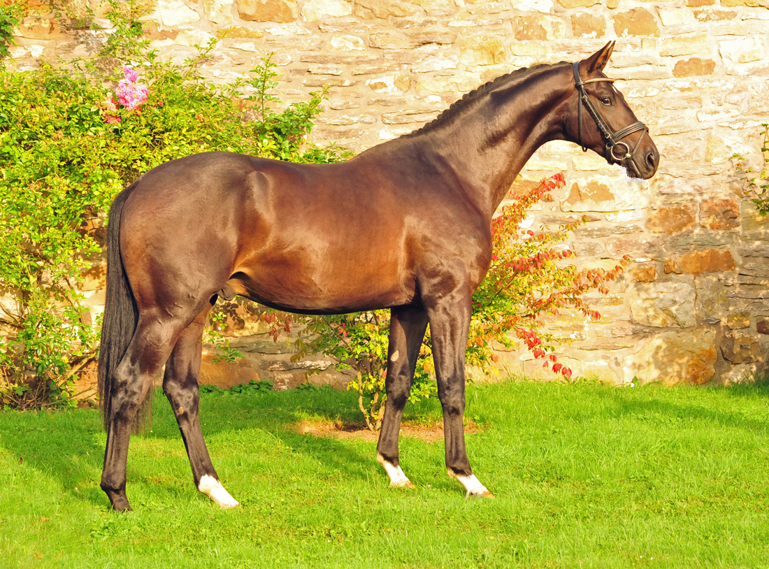 Hengst von Saint Cyr u.d. Pr.St. Under the moon v. Easy Game - Foto: Beate Langels - Trakehner Gestt Hmelschenburg