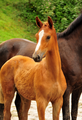 Viva Espanja - Trakehner Filly by Zauberdeyk out of Pr.u.StPrSt. Vittoria by Exclusiv- Trakehner Gestt Hmelschenburg - Foto: Pia Elger - Trakehner Gestt Hmelschenburg