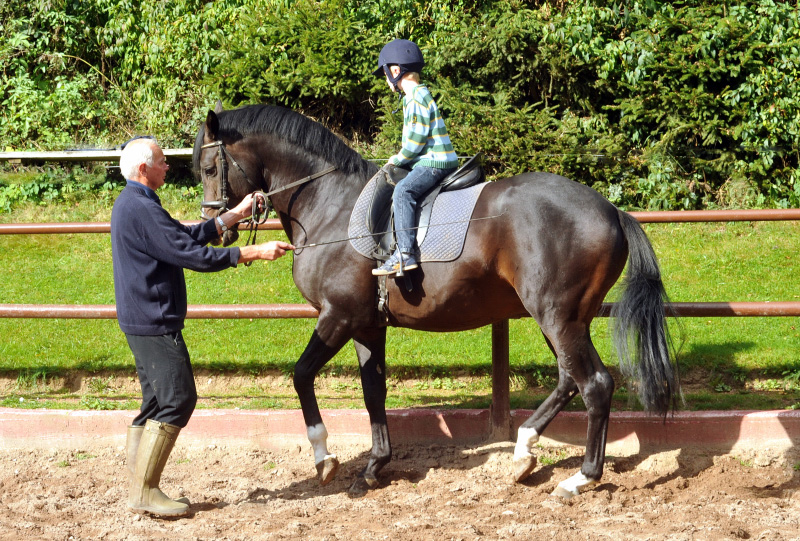 Der 5jhrige Jasper mit dem ebenfalls 5jhrigen Prmienhengst Saint Cyr v. Kostolany, Foto: Beate Langels, Trakehner Gestt Hmelschenburg