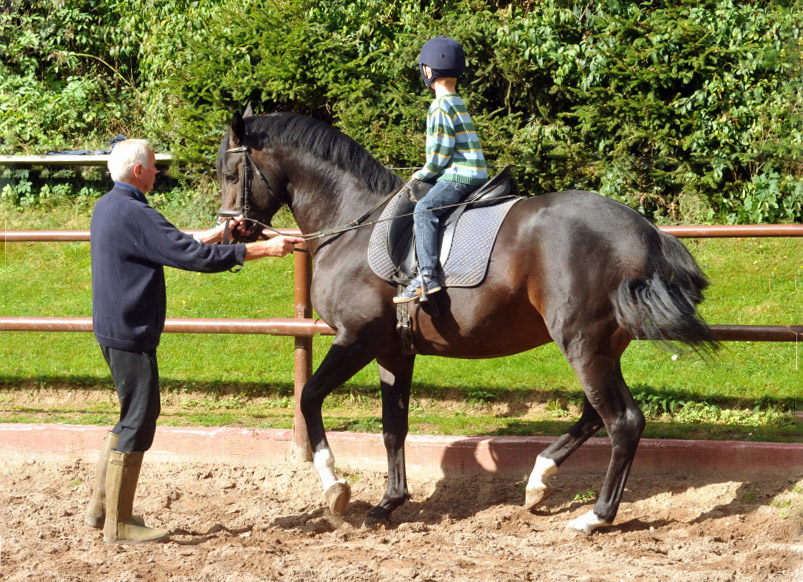 Der 5jhrige Jasper mit dem ebenfalls 5jhrigen Prmienhengst Saint Cyr v. Kostolany, Foto: Beate Langels, Trakehner Gestt Hmelschenburg