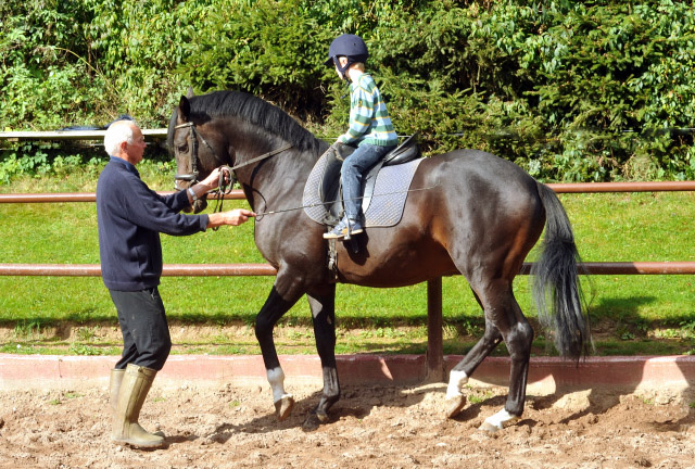 Der 5jhrige Jasper mit dem ebenfalls 5jhrigen Prmienhengst Saint Cyr v. Kostolany, Foto: Beate Langels, Trakehner Gestt Hmelschenburg